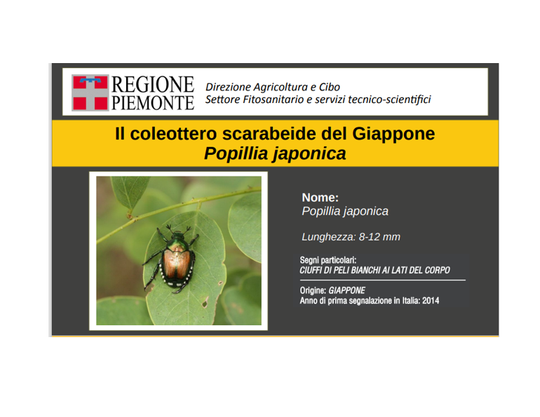 Il coleottero scarabeide del Giappone Popillia japonica